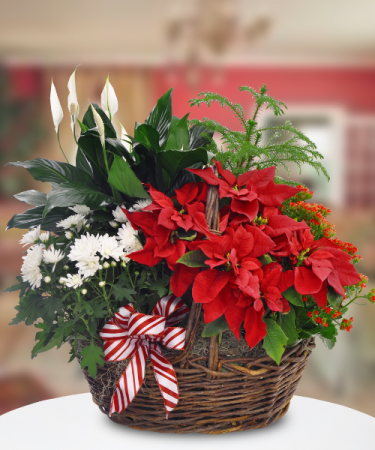 Festive Plant Basket