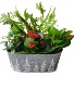 Festive Planter Dish Garden