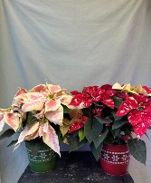6'' Seasonal Poinsettia 