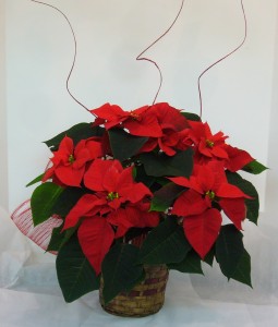 FESTIVE POINSETTIA Blooming Plant