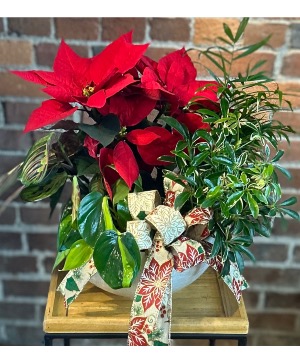 Festive Poinsettia Dish Garden plant