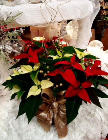 Festive Poinsettia Plant