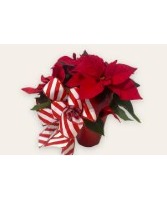 Festive Poinsettia with Large Bow Potted Plant