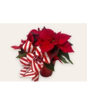 Festive Poinsettia with Large Bow Potted Plant