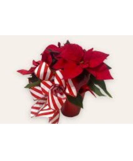 Festive Poinsettia with Large Bow Potted Plant