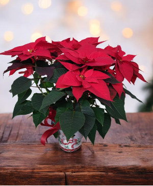 Festive Red Poinsettia FHF-P912 Plant  Local delivery only