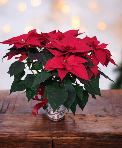 Festive Red Poinsettia FHF-P912 Plant  Local delivery only