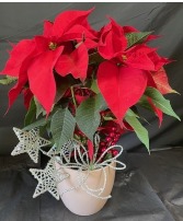 Festive Red Poinsettia  Flowering Plant