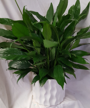 Peace Lily in a 6" pot in  a nice white ceramic container!