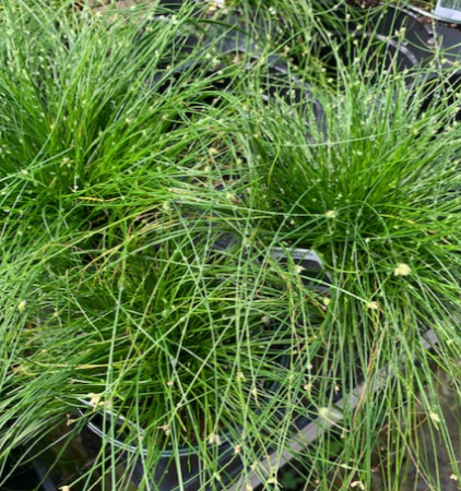Fiber Optic Grass 