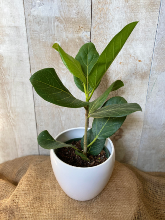 Ficus Audrey plant