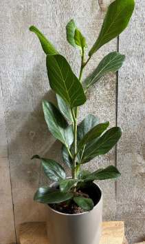Ficus Audrey Plant in Ceramic Pot
