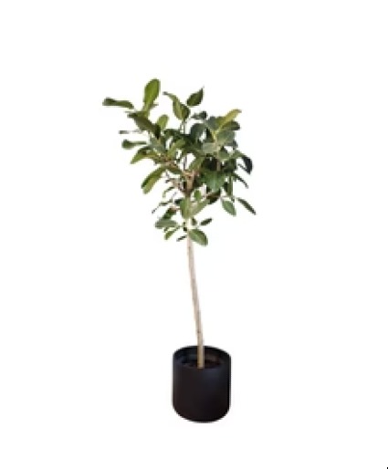 Ficus Audrey  Standard