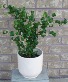 FICUS BENJAMINA PANDORA Green Indoor Plant