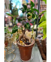 Ficus Bonsai House Plant