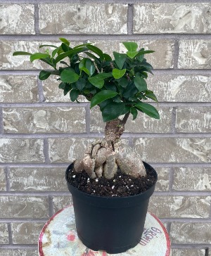 Ficus Bonsai Indoor Plant