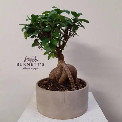 Ficus Bonsai Plant