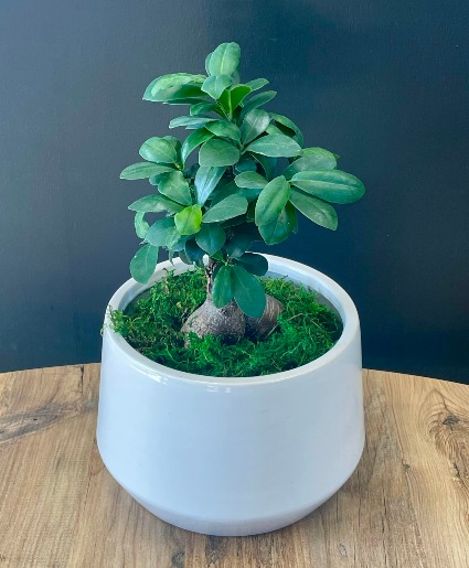 Ficus Bonsai Tree