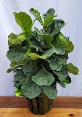 Fiddle Leaf Ficus House Plant