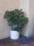 Ficus Lyrata and White Pot 