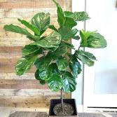 Ficus Lyrata 'Fiddle Leaf Fig'