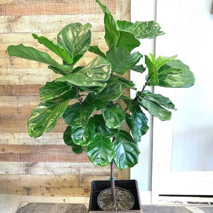 [OUT OF STOCK] Ficus Lyrata 'Fiddle Leaf Fig' 