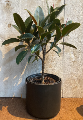 Ficus Melany Rubber Plant 10