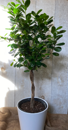 Ficus Moclome Braid plant