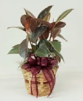 Ficus Ruby Rubber Plant