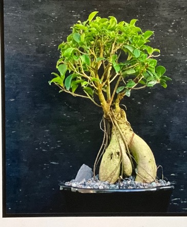 Ficus - 8 years old - 15 inches Bonsai Elegance - Ficus - the Bonsai of Wisdom in Cape Coral, FL | ENCHANTED FLORIST OF CAPE CORAL Ficus - 8 years old - 15 inches Bonsai Elegance - Ficus - the Bonsai of Wisdom in Cape Coral, FL | ENCHANTED FLORIST OF CAPE CORAL