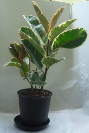 FICUS TINEKE/VARIEGATED RUBBER TREE Green House Plant