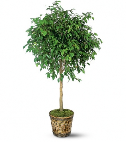 Ficus Tree Also available as bush or with braided trunk