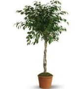 FICUS TREE PLANT