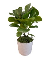 Ficus Tree Potted Plant 