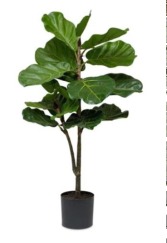 Fiddle Fig Tree Large Indoor Plant