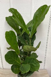 Fiddle Leaf Ficus 