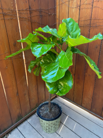 "Fiddle Leaf" Ficus Lyrata  10" Diameter Plant in Pot