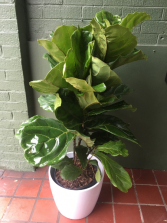 Fiddle Leaf Ficus Lyrata Bush  10