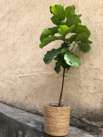 Fiddle Leaf Ficus Lyrata Standard Plant
