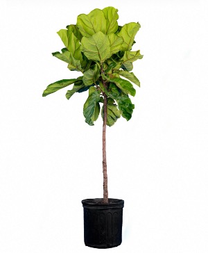 Fiddle Leaf - Ficus Lyrata Tree House Plant