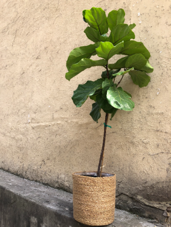 Fiddle Leaf Ficus Standard  plant in 14