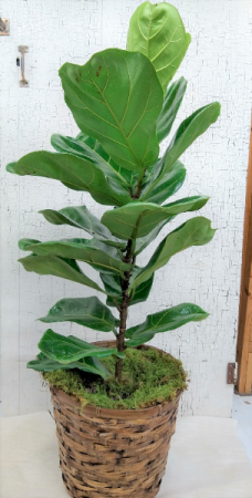 Fiddle Leaf Fig in Basket in Palm Coast, FL | HAMMOCK GARDENS FLORIST Fiddle Leaf Fig in Basket in Palm Coast, FL | HAMMOCK GARDENS FLORIST