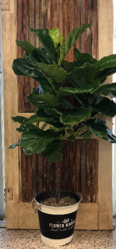 Fiddle Leaf Fig