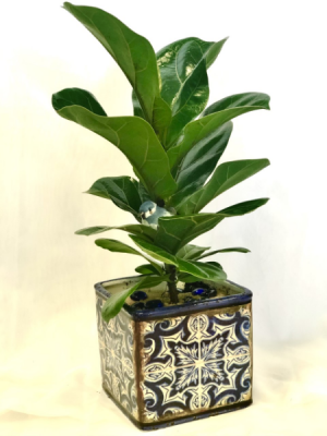 Fiddle Leaf Fig in Virginia Beach, VA | FLOWER LADY Fiddle Leaf Fig in Virginia Beach, VA | FLOWER LADY