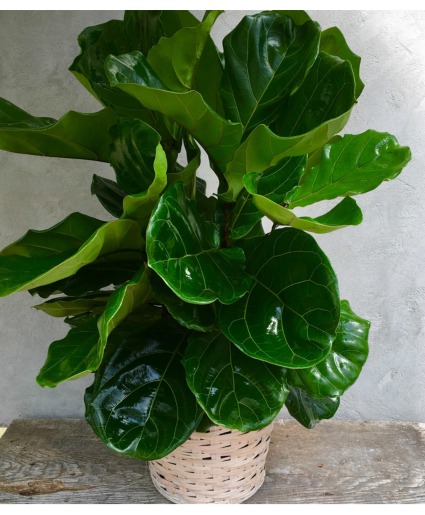Fiddle Leaf Fig - 920 green plant