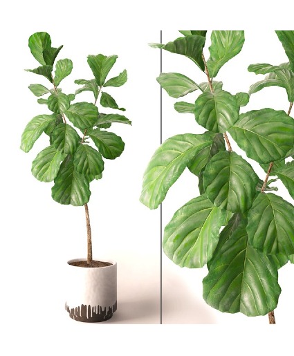 Fiddle Leaf Fig Ficus Lyrata