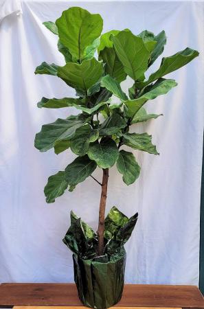 "Fiddle Leaf Fig" Ficus lyrata House Plant