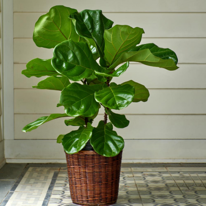 Fiddle-Leaf Fig (Ficus lyrata) House Plant 