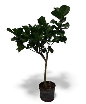 Fiddle Leaf Fig (Ficus lyrata) Plant