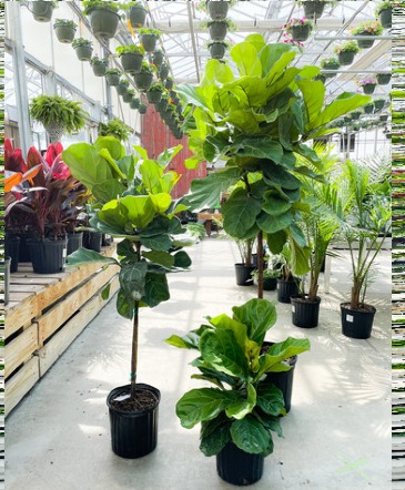 FIDDLE LEAF FIG  FIG PLANT  in Trumann, AR | Blossom Events & Florist